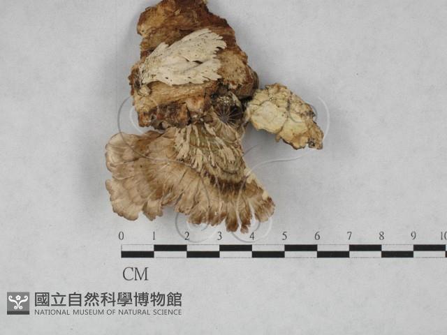 附毛菌屬藏品圖，第3張