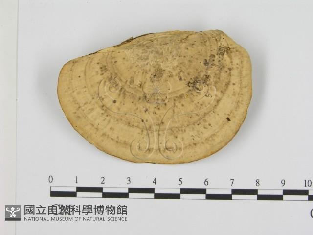 登錄號:F0008061藏品圖，第3張