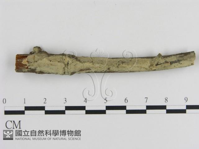 登錄號:F0000061藏品圖，第3張