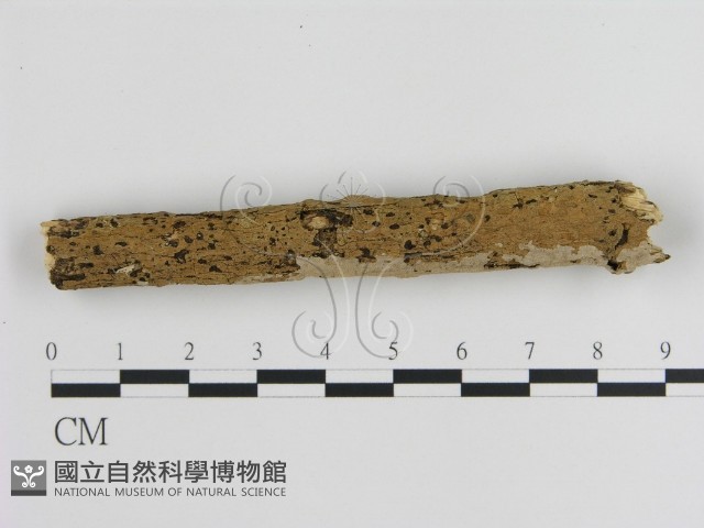 刺皮菌屬藏品圖，第3張