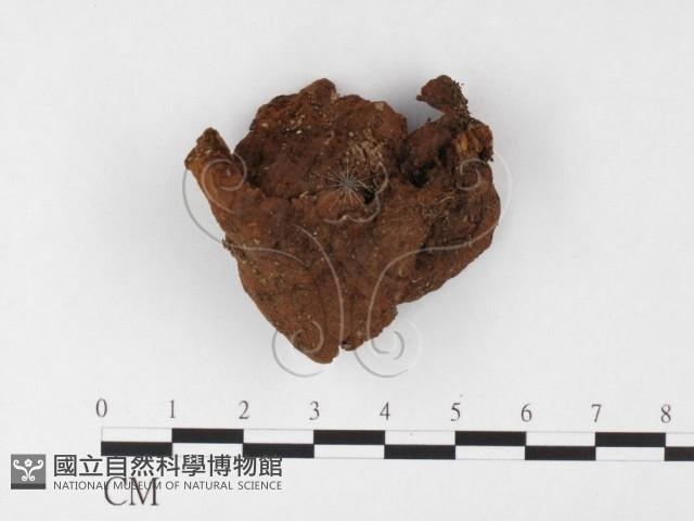木層孔菌屬藏品圖，第3張