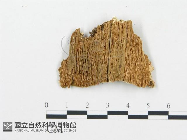 登錄號:F0006061藏品圖，第3張