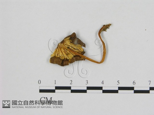 登錄號:F0016061藏品圖，第3張