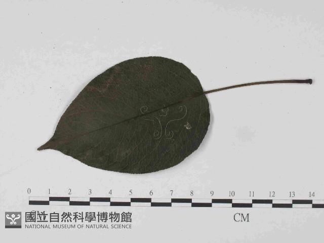 登錄號:F0024061藏品圖，第3張