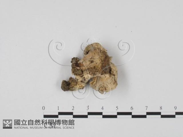 登錄號:F0004061藏品圖，第3張