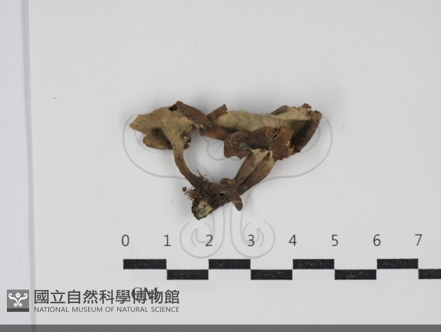 多孔菌屬藏品圖，第3張