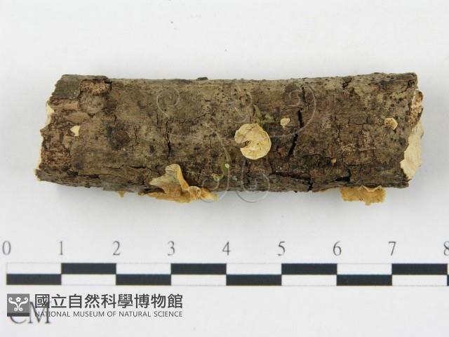 登錄號:F0002061藏品圖，第3張