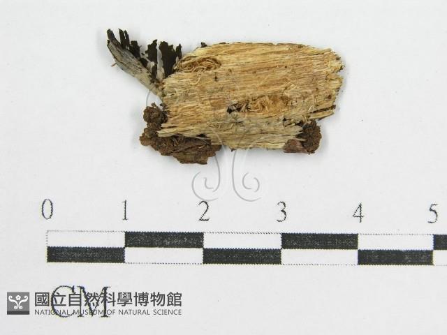 鬼傘屬藏品圖，第3張