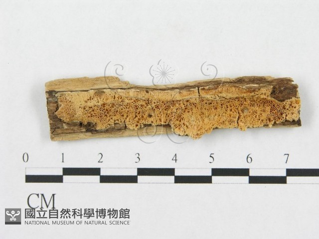 登錄號:F0007061藏品圖，第3張