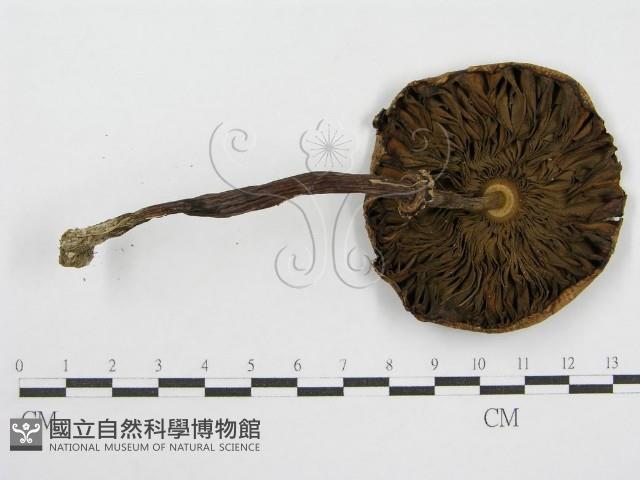 登錄號:F0017061藏品圖，第3張