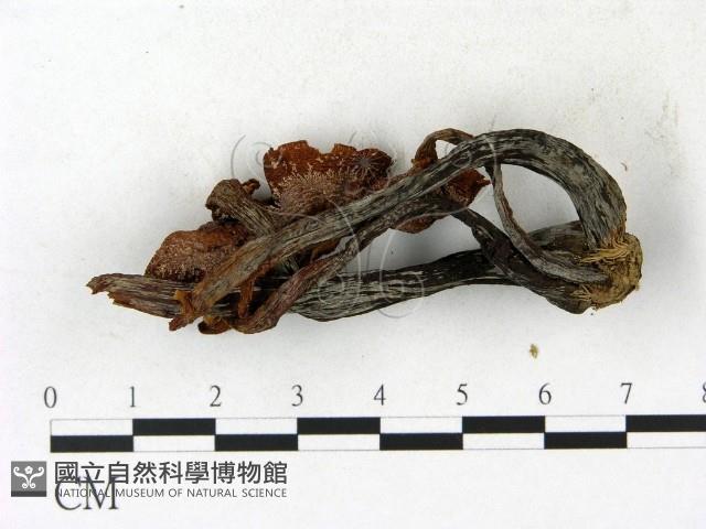 登錄號:F0023061藏品圖，第3張