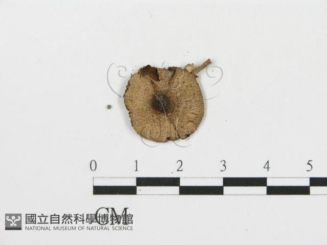 登錄號:F0013061藏品圖，第3張