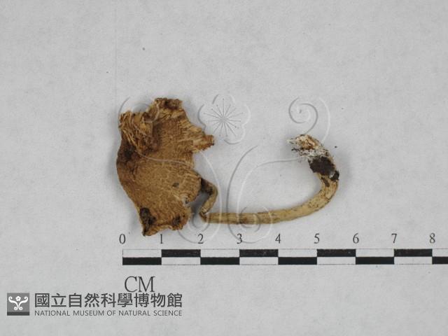 登錄號:F0028361藏品圖，第3張