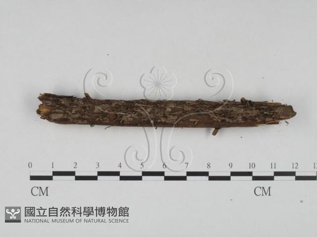 登錄號:F0000361藏品圖，第3張