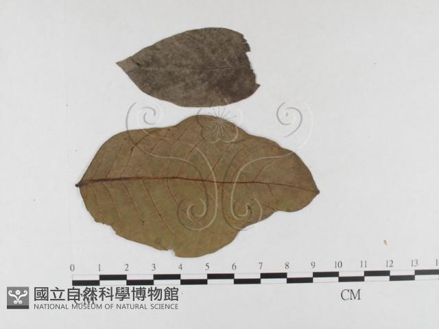 登錄號:F0026361藏品圖，第1張