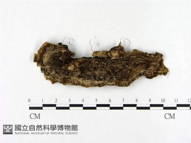 登錄號:F0021361藏品圖，第3張