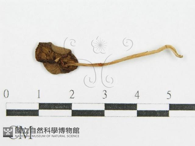 鬼傘屬藏品圖，第3張