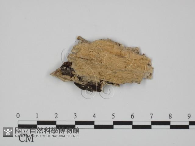 附毛菌屬藏品圖，第3張