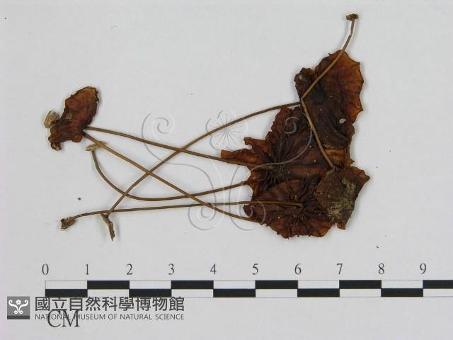 小皮傘屬藏品圖，第3張