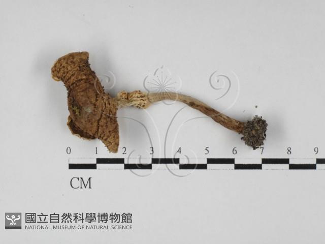 登錄號:F0027361藏品圖，第3張