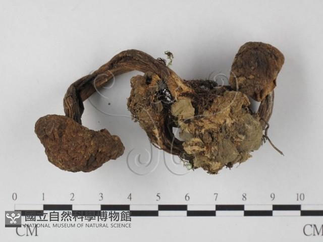 登錄號:F0007361藏品圖，第3張