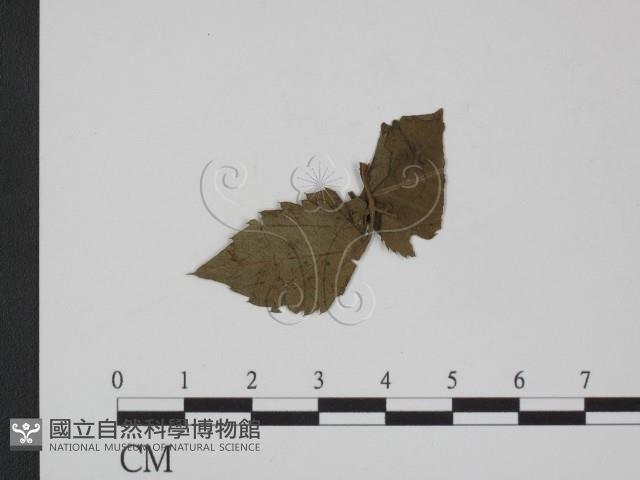 登錄號:F0019361藏品圖，第3張