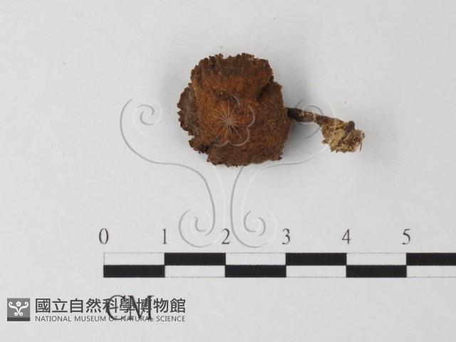 登錄號:F0023361藏品圖，第3張
