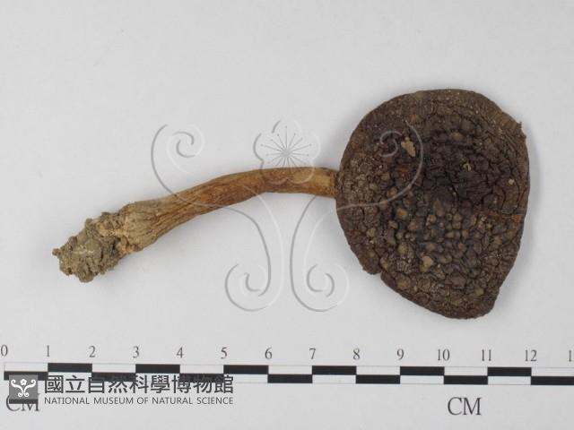 登錄號:F0003361藏品圖，第3張