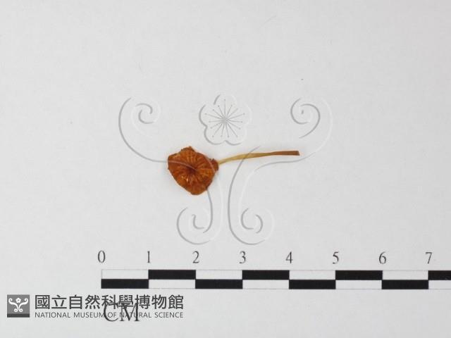 小菇屬藏品圖，第3張