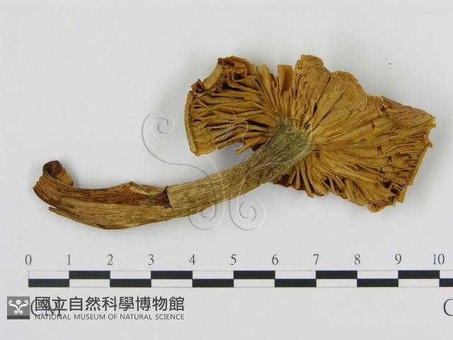 登錄號:F0008221藏品圖，第3張