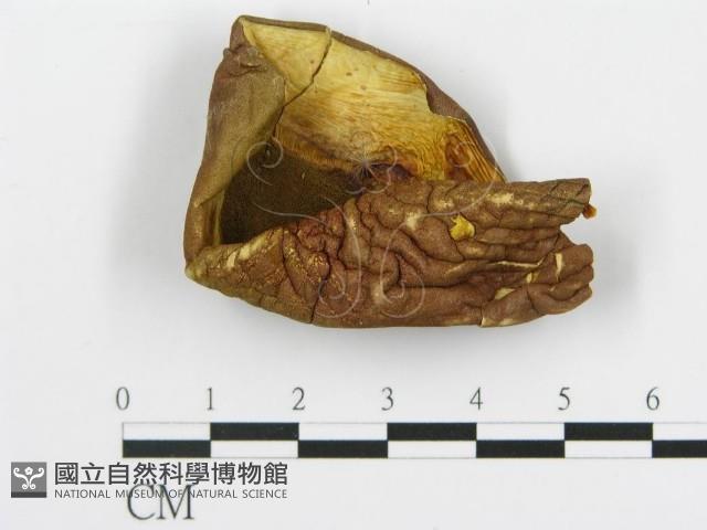 館號:F0020221藏品圖，第1張