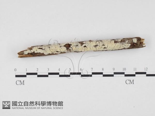 冇骨消絲齒菌藏品圖，第3張