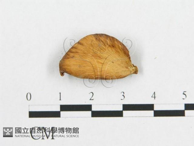 多孔菌屬藏品圖，第3張