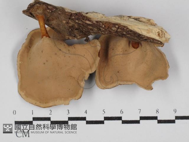 黄柄小孔菌藏品圖，第3張