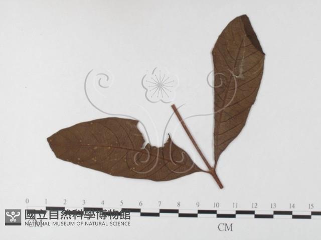 登錄號:F0026221藏品圖，第1張