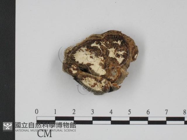 登錄號:F0001221藏品圖，第3張