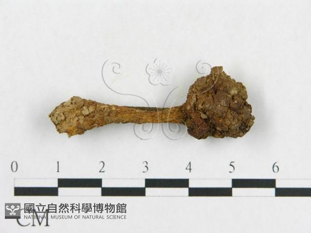 登錄號:F0011221藏品圖，第3張