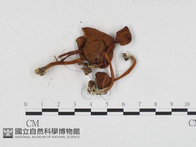 登錄號:F0024221藏品圖，第3張