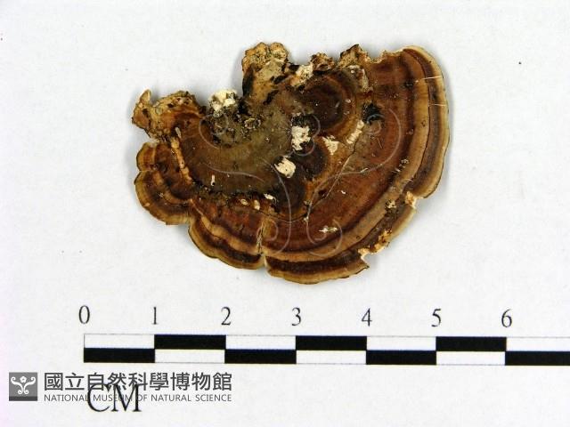 相鄰小孔菌藏品圖，第3張
