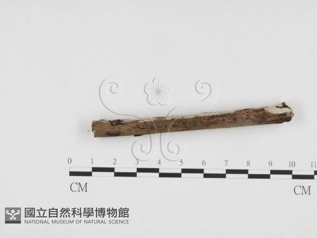 冇骨消絲齒菌藏品圖，第3張