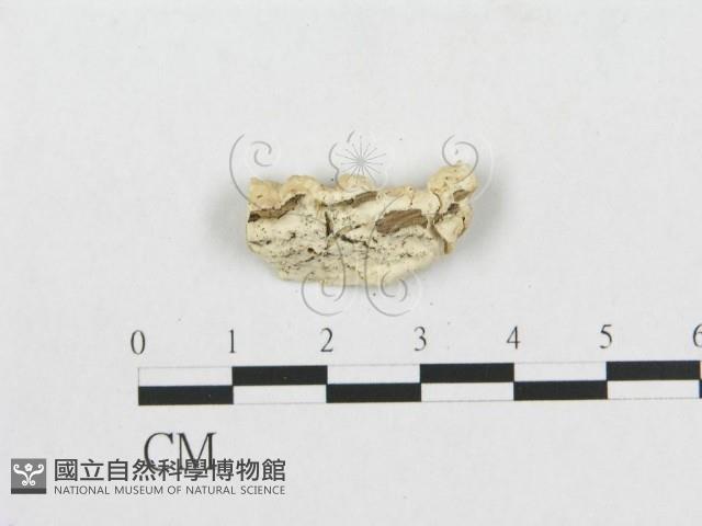 登錄號:F0007221藏品圖，第3張