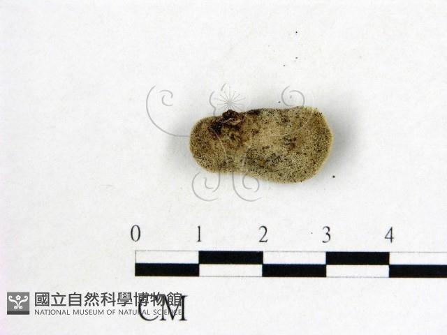 毛木耳藏品圖，第3張