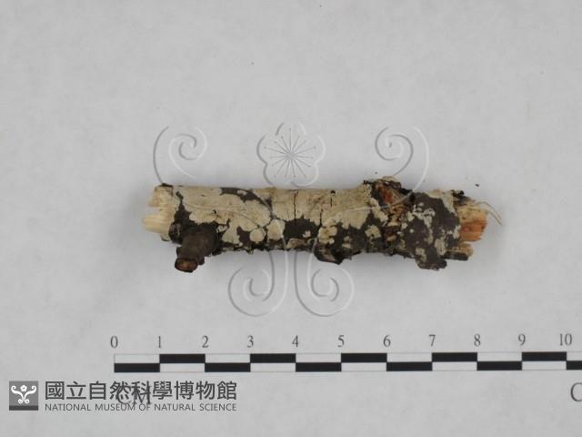 齒耳菌屬藏品圖，第3張