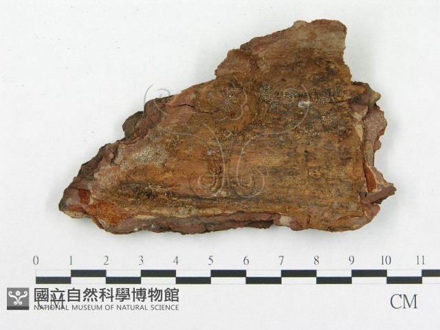 登錄號:F0015221藏品圖，第3張