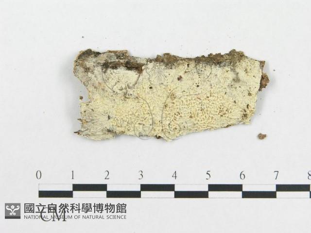 木齒菌屬藏品圖，第3張