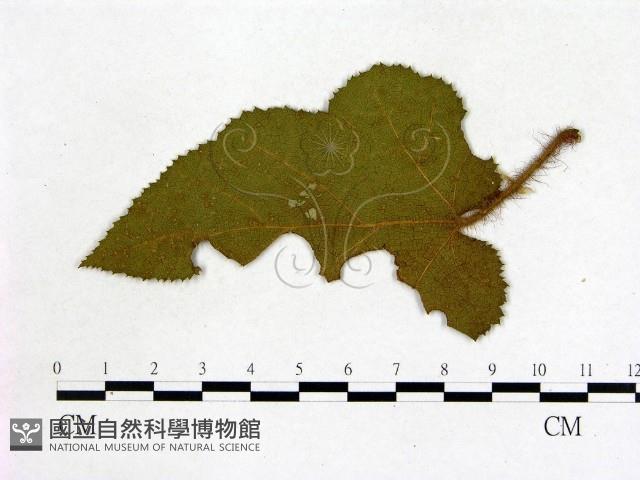 登錄號:F0019221藏品圖，第3張