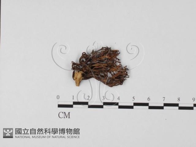 登錄號:F0013221藏品圖，第3張