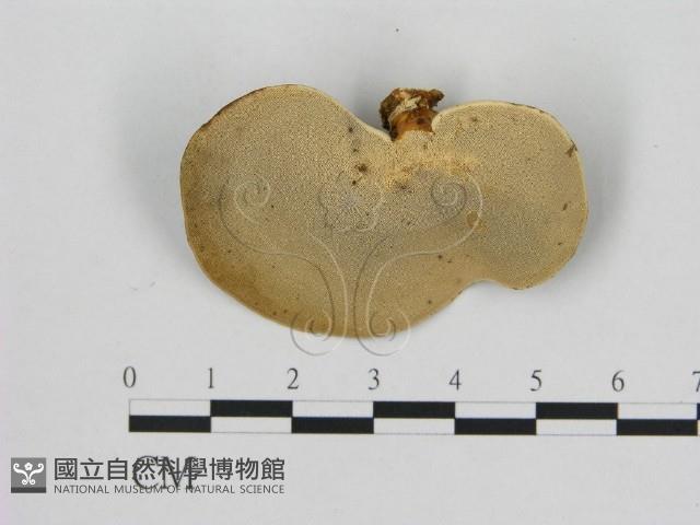 小孔菌屬藏品圖，第3張