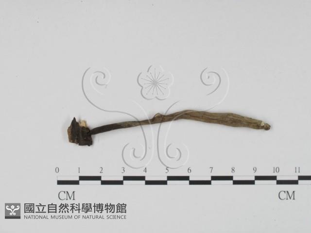 炭角菌屬藏品圖，第3張