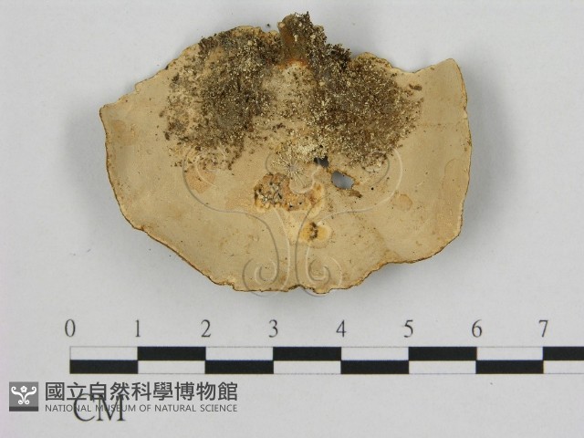 相鄰小孔菌藏品圖，第3張